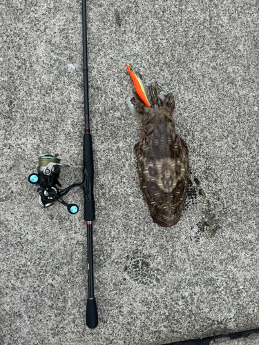 コウイカの釣果