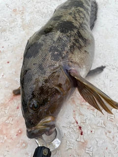 アイナメの釣果