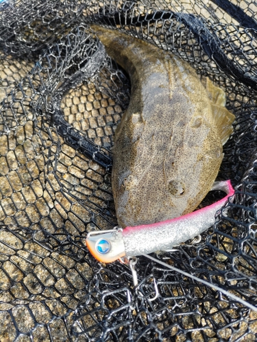 マゴチの釣果