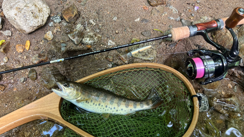 ヤマメの釣果