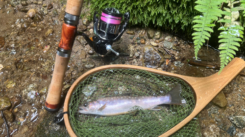 イワナの釣果