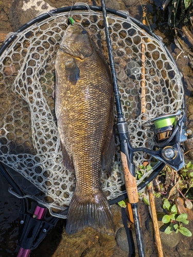 スモールマウスバスの釣果