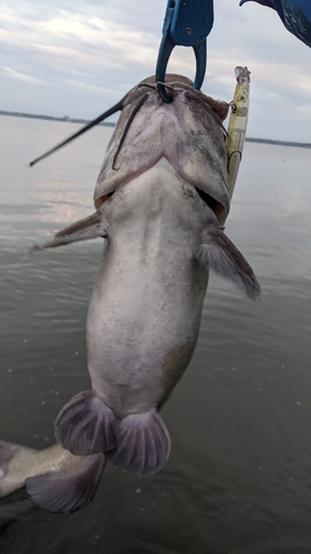 アメリカナマズの釣果