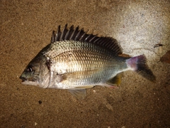 キビレの釣果