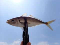 マアジの釣果