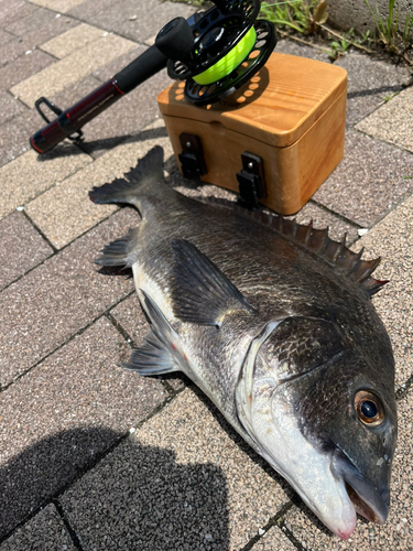 クロダイの釣果