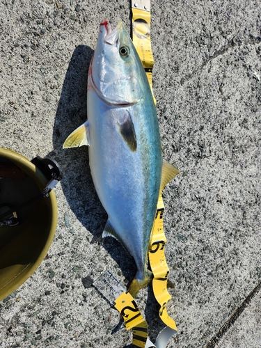 ハマチの釣果