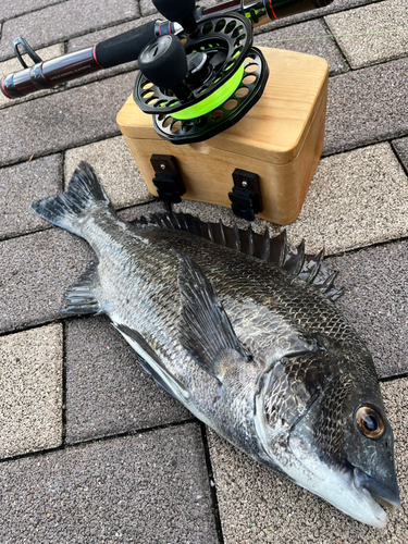 クロダイの釣果