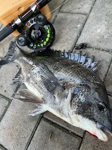 クロダイの釣果