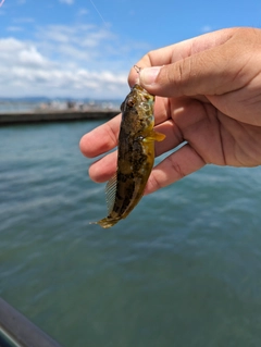 アナハゼの釣果