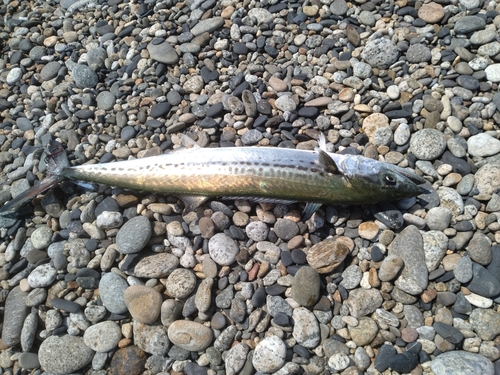 サゴシの釣果