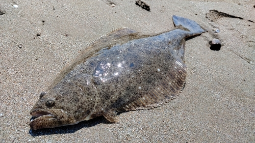 ヒラメの釣果