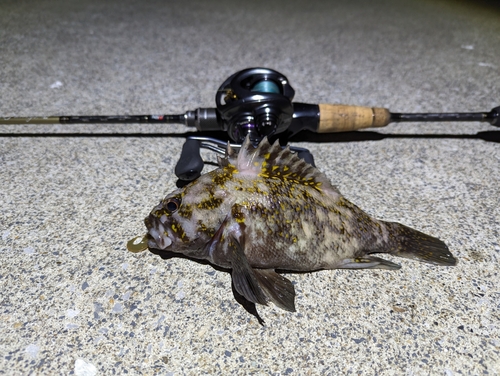 ムラソイの釣果