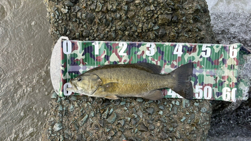 スモールマウスバスの釣果