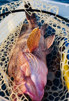 オオモンハタの釣果