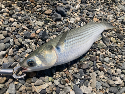 ボラの釣果