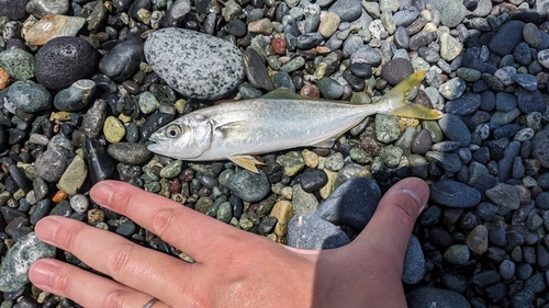 ワカシの釣果