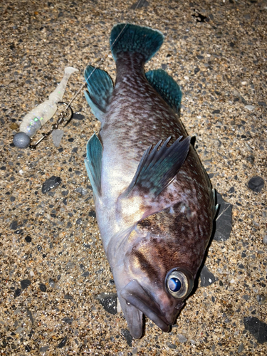 ソイの釣果