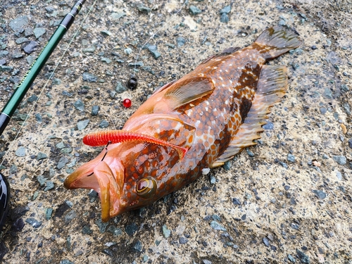 アコウの釣果