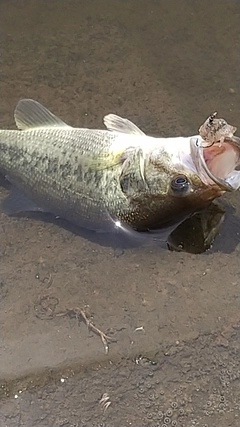 ラージマウスバスの釣果