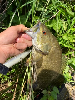 スモールマウスバスの釣果