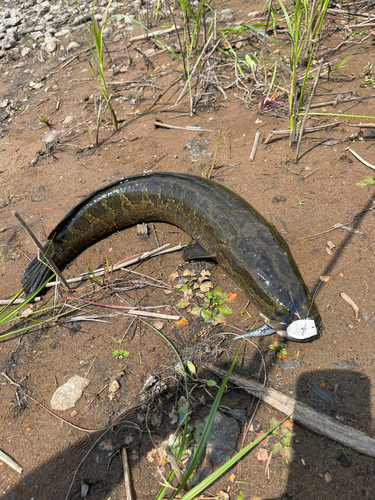 ライギョの釣果