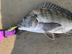 クロダイの釣果