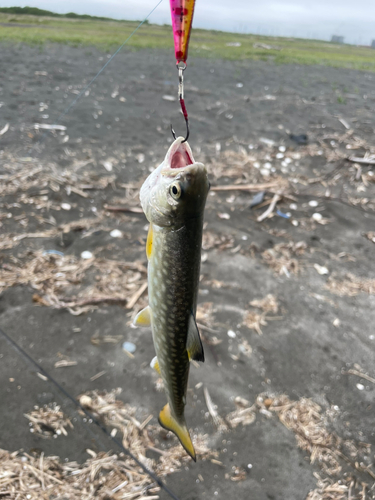 アメマスの釣果