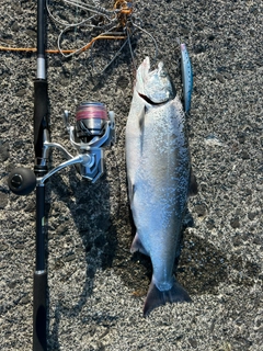 サクラマスの釣果