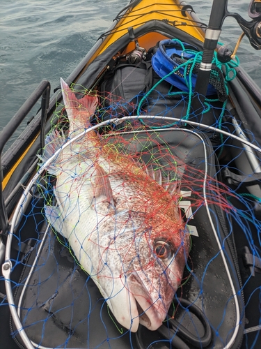 マダイの釣果