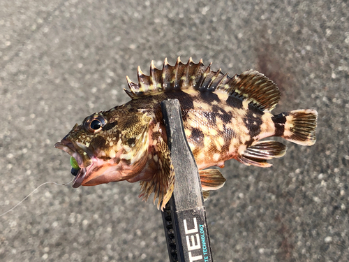 カサゴの釣果