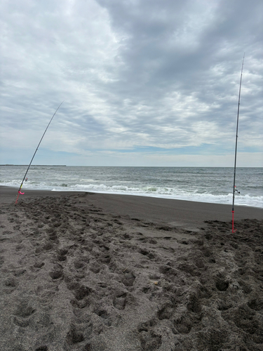 ウグイの釣果