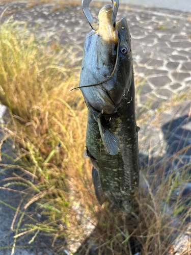 ナマズの釣果