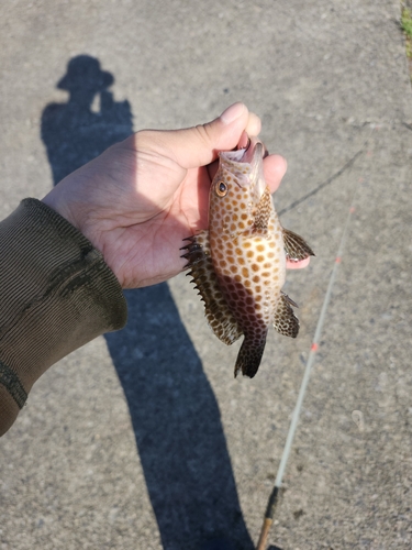 オオモンハタの釣果