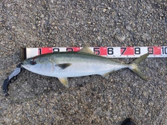ブリの釣果