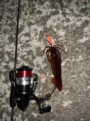 スルメイカの釣果