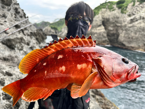 アカハタの釣果