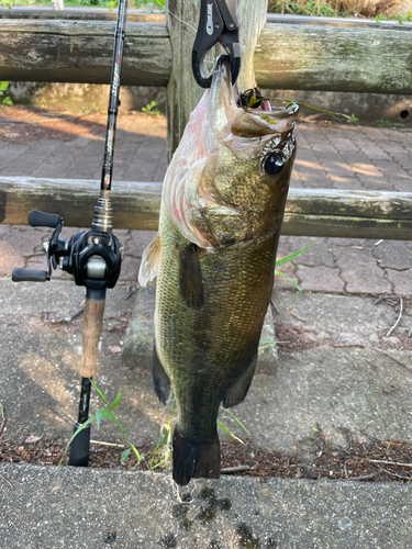 ラージマウスバスの釣果