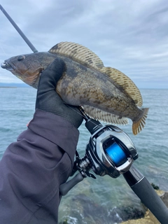 アイナメの釣果