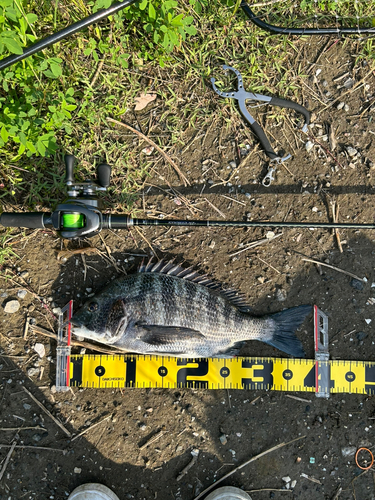 チヌの釣果