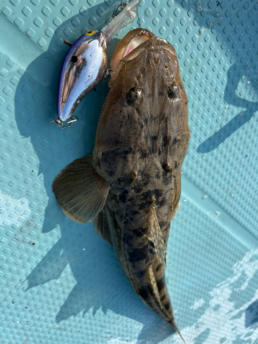 コチの釣果