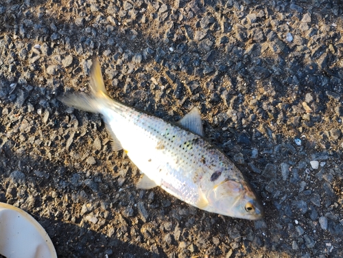 若洲海浜公園海釣り施設