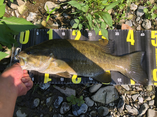 スモールマウスバスの釣果