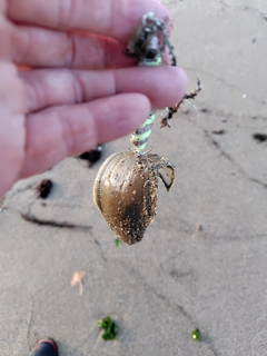 シタビラメの釣果