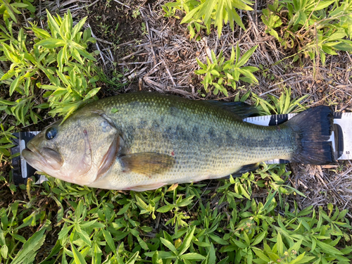 ブラックバスの釣果