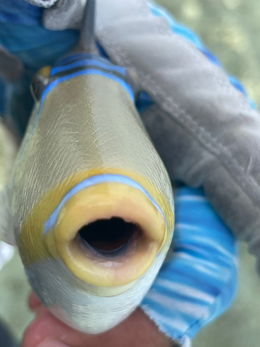 ムラサメモンガラの釣果