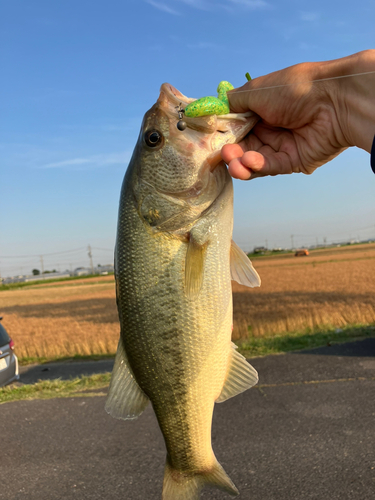 ブラックバスの釣果