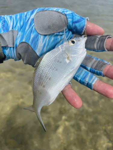 ツッパリサギの釣果