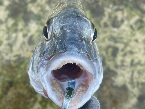 ミナミクロダイの釣果