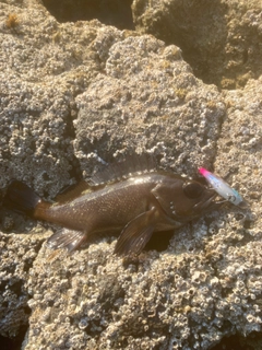 エゾメバルの釣果